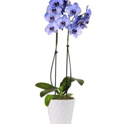 Purple Mystique Orchid