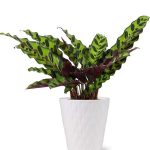 Rattlesnake Calathea Potted House Plant