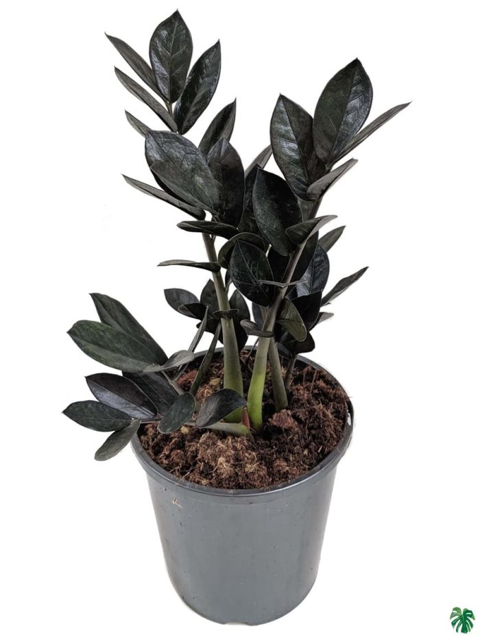 Raven Black ZZ Plant