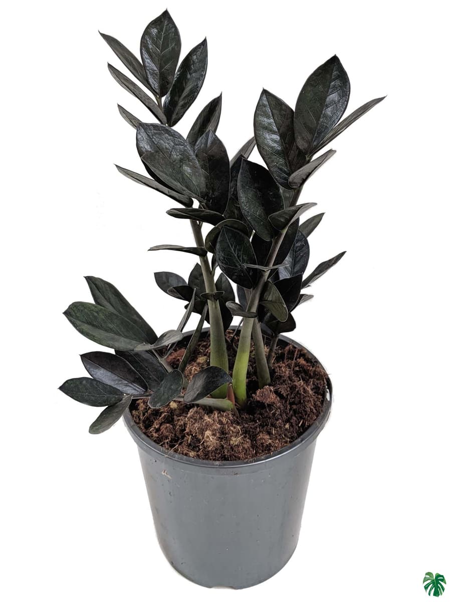 Raven Black ZZ Plant