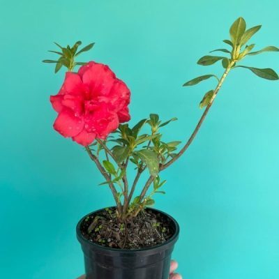خرید گل و گلدان هدیه برای خرید دوست ?