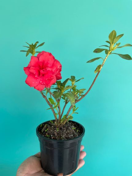 خرید گل و گلدان هدیه برای خرید دوست 🌸