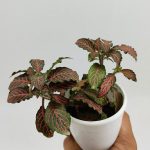 Red Fittonia Albivenis