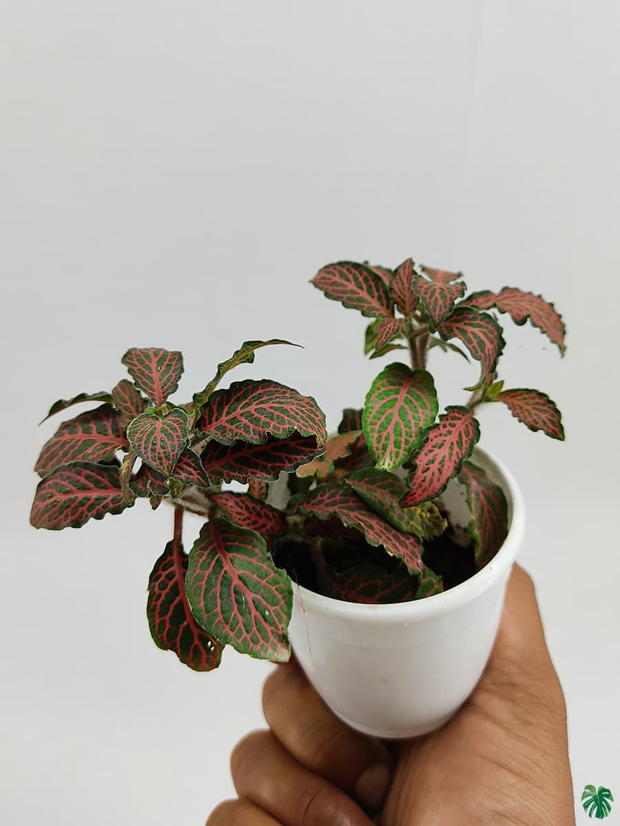 Red Fittonia Albivenis