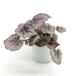 Rex Begonia Fireworks