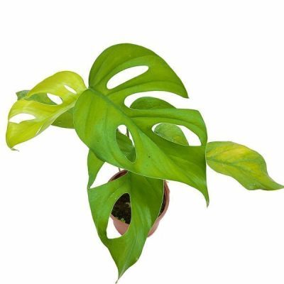 خرید گل و گلدان هدیه برای شخص عزادار ?