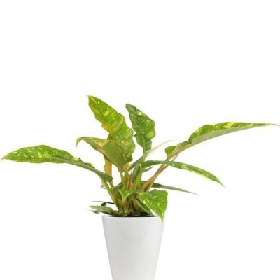 Ring of Fire Philodendron Tropical House Plant