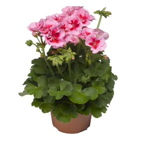 شمعدانی هلندی Rose Splash