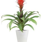 Ruby Red Bromeliad Plant