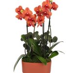 Salmon Orchid Duo with Eucalyptus