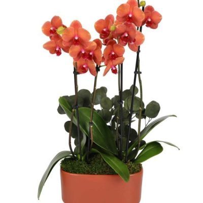 Salmon Orchid Duo with Eucalyptus