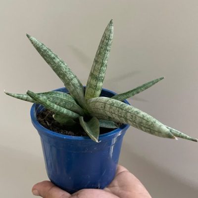 Sansevieria Boncel Mini