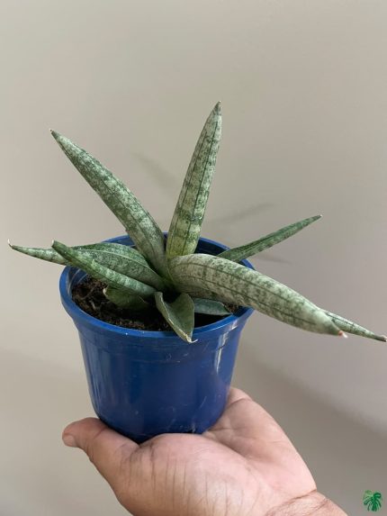 Sansevieria Boncel Mini