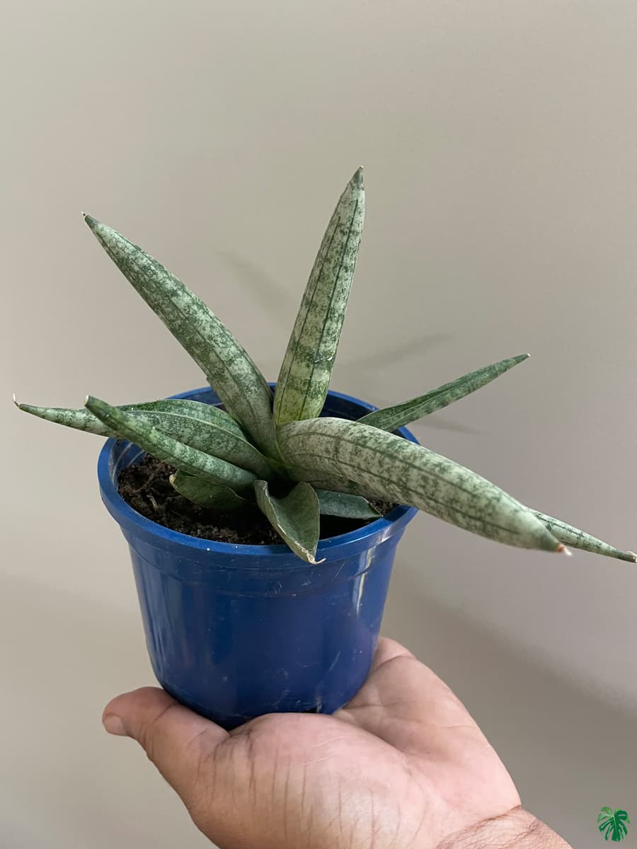Sansevieria Boncel Mini