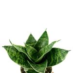 Sansevieria Green Hahnii