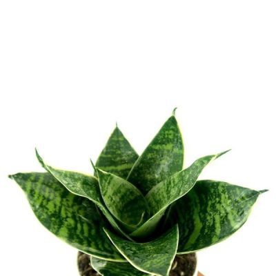 Sansevieria Green Hahnii