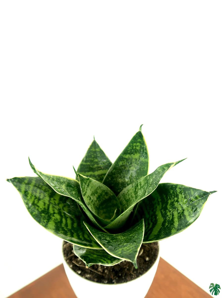 Sansevieria Green Hahnii