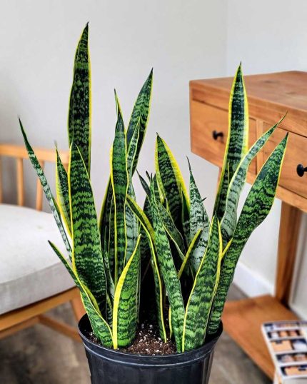 Sansevieria trifasciata ‘Laurentii’
