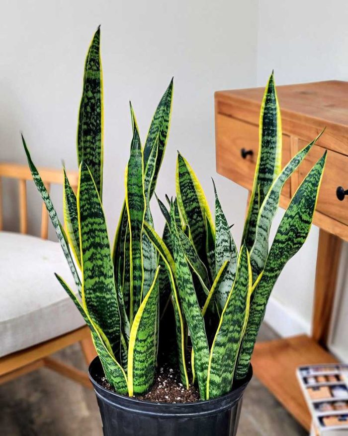 Sansevieria trifasciata ‘Laurentii’