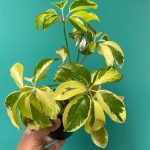 Schefflera Variegated