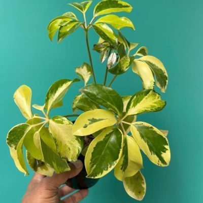 Schefflera Variegated