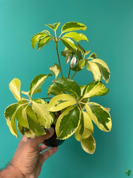 Schefflera Variegated