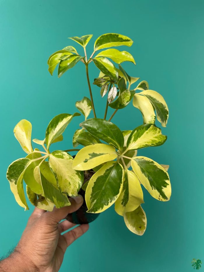 Schefflera Variegated