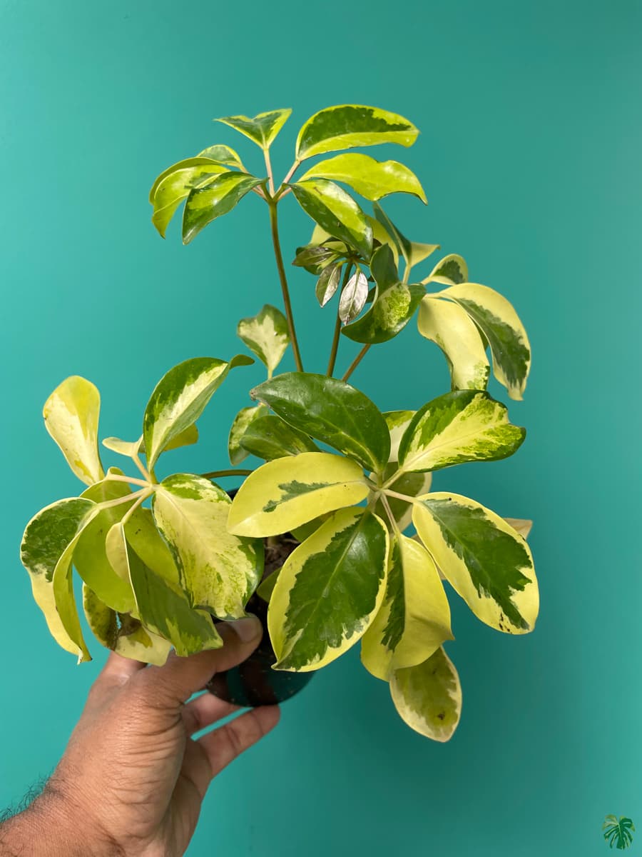 Schefflera Variegated