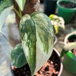 Scindapsus Jade Satin Pothos Variegated