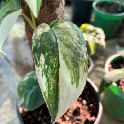 Scindapsus Jade Satin Pothos Variegated