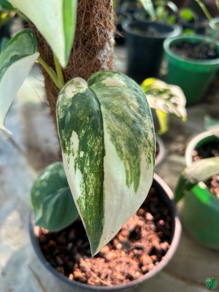 Scindapsus Jade Satin Pothos Variegated