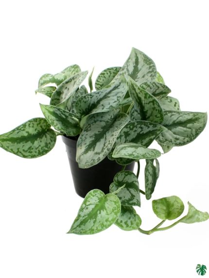 Scindapsus Pictus Exotica