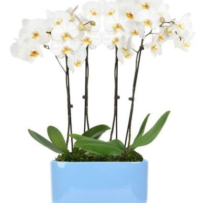 Sea Glass Orchid