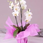 خرید گل و گلدان هدیه برای معلم زن