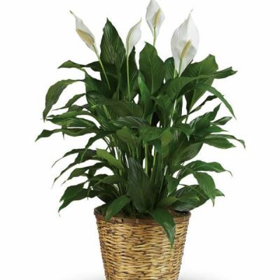 Simply Elegant Spathiphyllum - Large