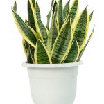 خرید گیاه سانسوریا ( Snake Plant) | ارسال امروز ⚡