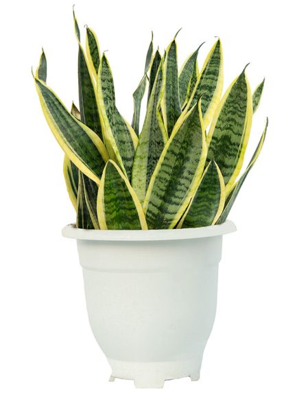 خرید گیاه سانسوریا ( Snake Plant) | ارسال امروز ⚡