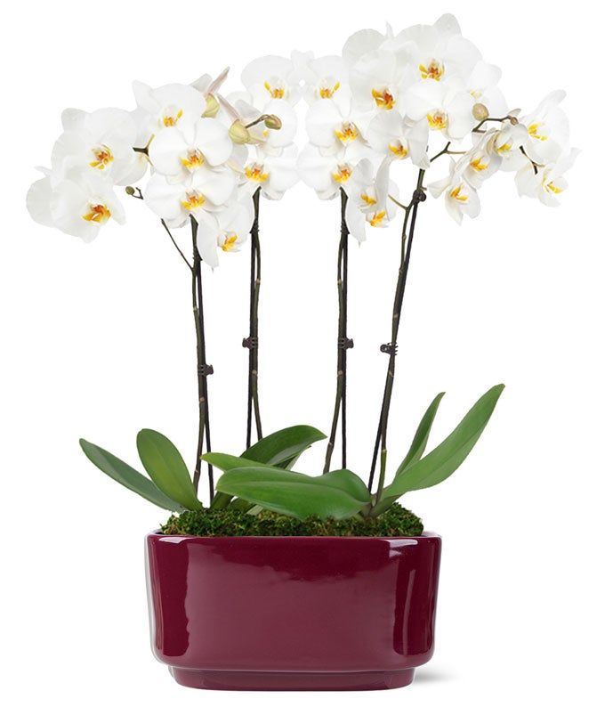 Snowy Morning Orchid