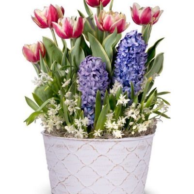 Spring Blossoms Bulb Garden