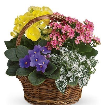 گل خانگی با برگ قرمز