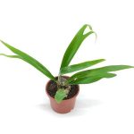 Staghorn Fern