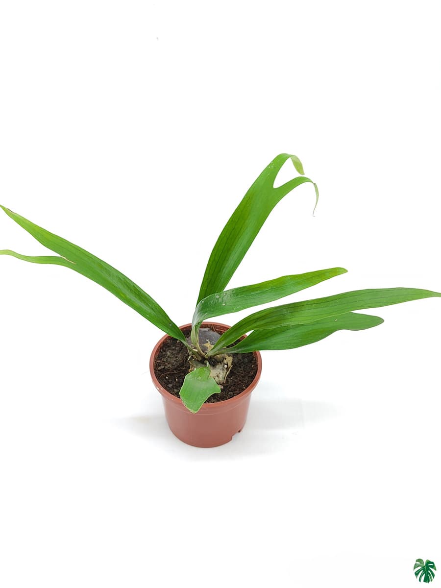 Staghorn Fern