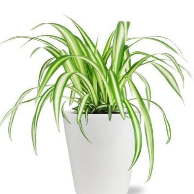 Stunning Spider Plant