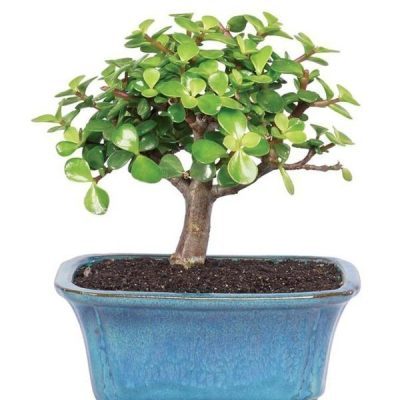 Succulent Jade Bonsai Tree