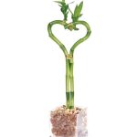 Sweetheart Bamboo Plant