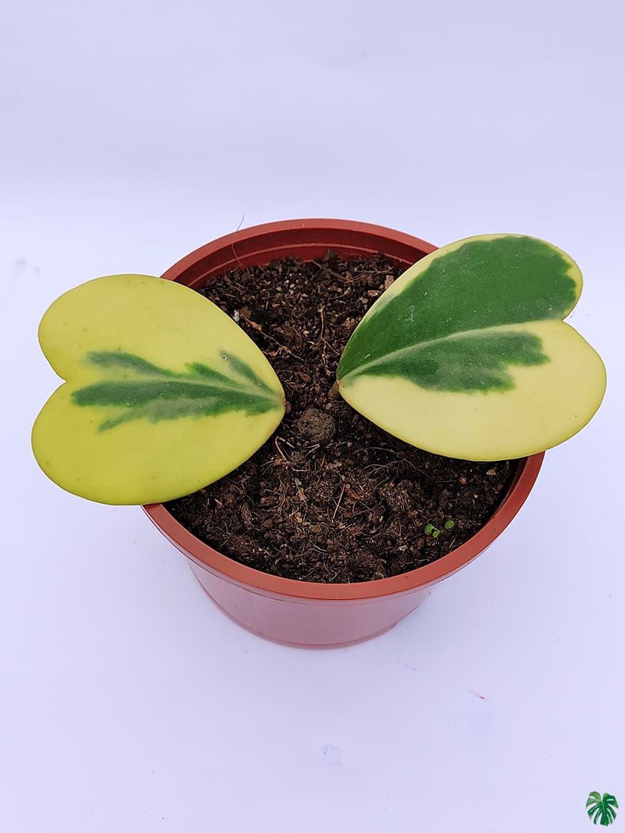 قیمت روز گل و گیاه نارگیل 🌴