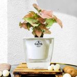 خرید گل و گلدان هدیه برای ست برای زن و شوهر ??
