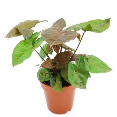 Syngonium Maria Allusion