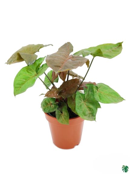 Syngonium Maria Allusion