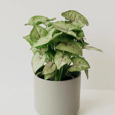 Syngonium Mini Pixie White